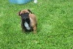 Bouldogue Francais (teef) 27875