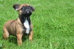 Bouldogue Francais (teef) 27875