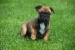 Bouldogue Francais (teef) 27875