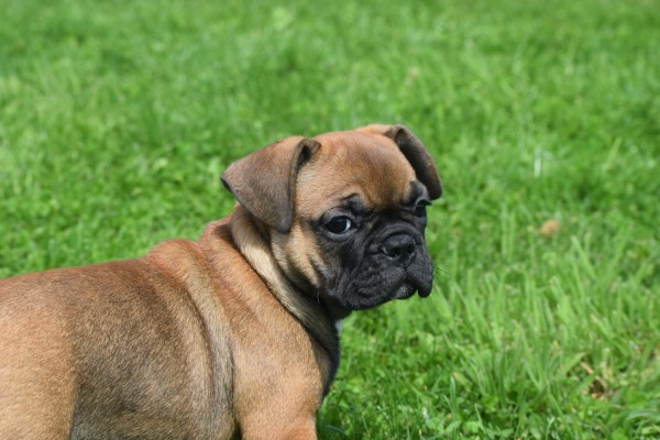 Bouldogue Francais (teef) 27875