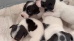 Jack Russel