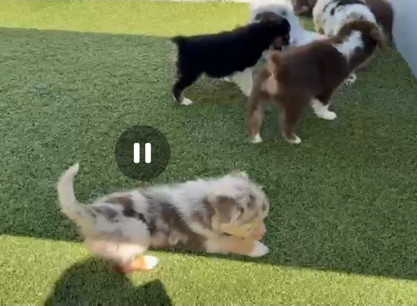 Australische herder