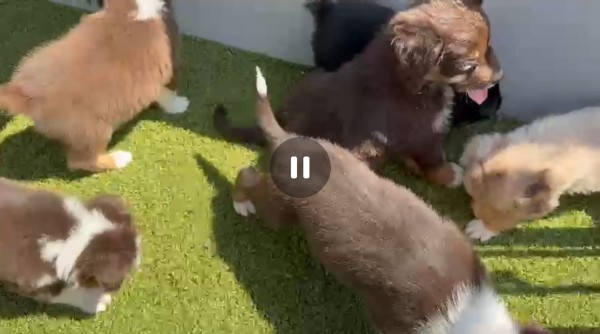 Australische herder