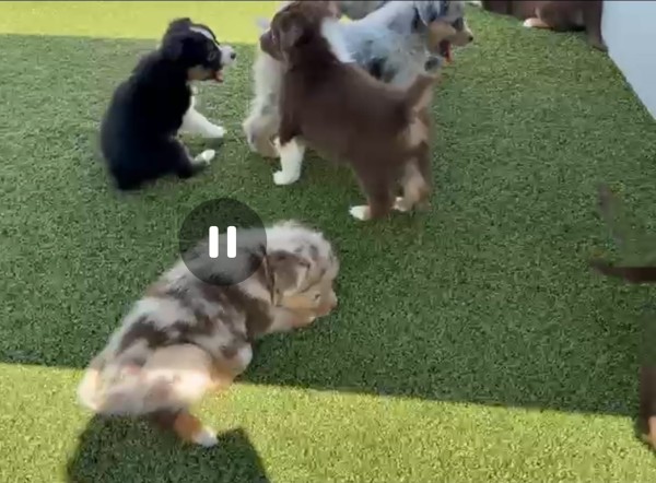 Australische herder