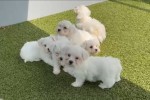 Maltezer