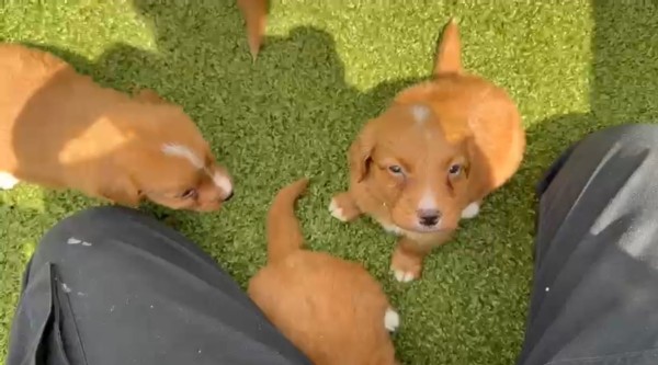 Nova duck tolling retriever pups