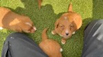 Nova duck tolling retriever pups