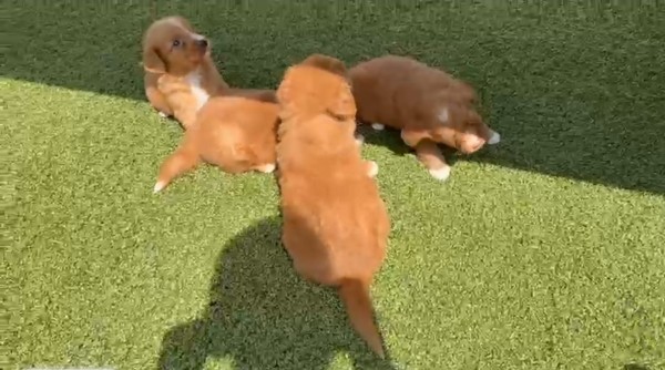 Nova duck tolling retriever pups