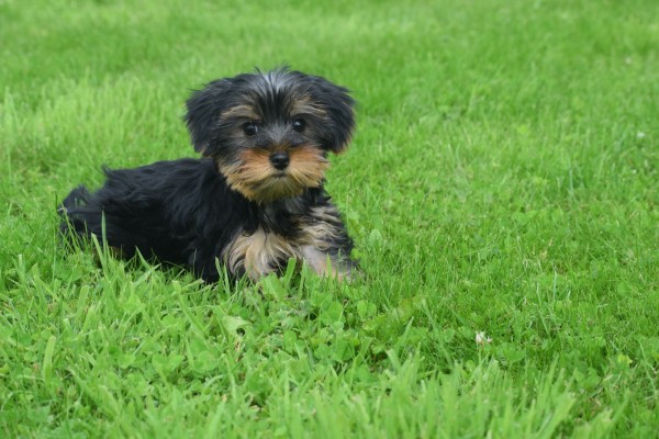 Yorkshire Terrier (teef) 97712