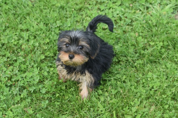 Yorkshire Terrier (teef) 97712