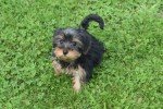 Yorkshire Terrier (teef) 97712