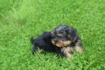 Yorkshire Terrier (teef) 97712