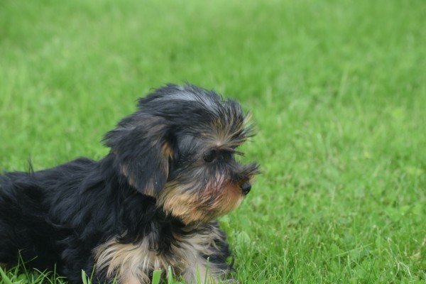 Yorkshire Terrier (teef) 97712