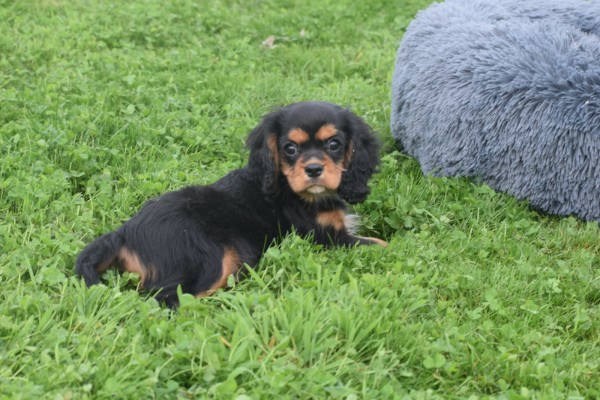Cavalier King Charles Spaniel (reu) 43620