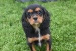 Cavalier King Charles Spaniel (reu) 43620