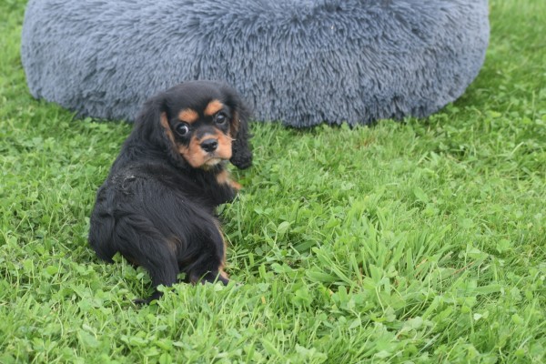 Cavalier King Charles Spaniel (reu) 43620