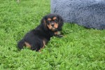 Cavalier King Charles Spaniel (reu) 43620