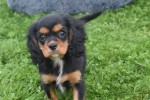 Cavalier King Charles Spaniel (reu) 43620