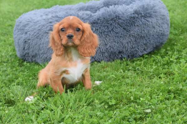 Cavalier King Charles Spaniel (reu) 44374