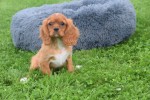 Cavalier King Charles Spaniel (reu) 44374