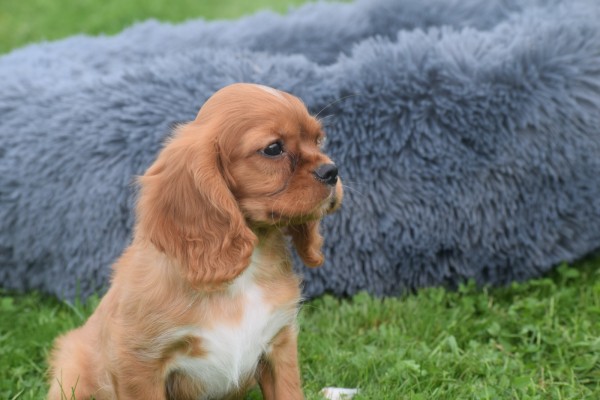 Cavalier King Charles Spaniel (reu) 44374
