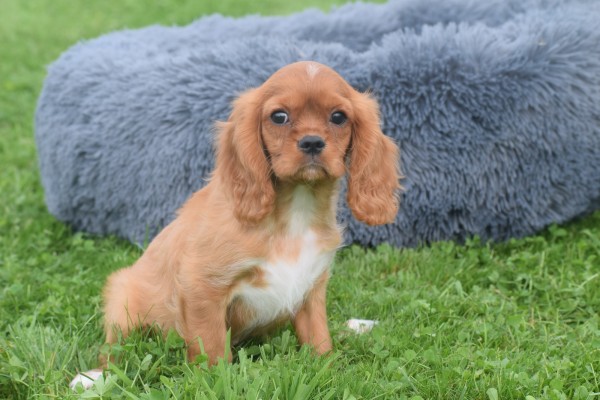 Cavalier King Charles Spaniel (reu) 44374
