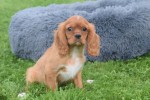 Cavalier King Charles Spaniel (reu) 44374
