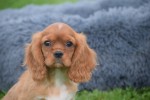 Cavalier King Charles Spaniel (reu) 44374