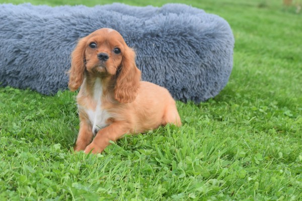 Cavalier King Charles Spaniel (reu) 44374