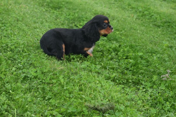 Cavalier King Charles Spaniel (reu) 44398