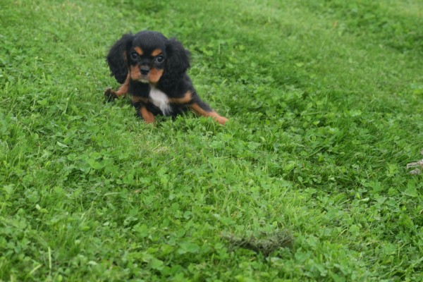 Cavalier King Charles Spaniel (reu) 44398
