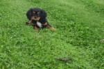 Cavalier King Charles Spaniel (reu) 44398