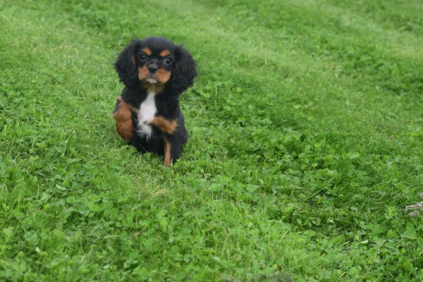 Cavalier King Charles Spaniel (reu) 44398