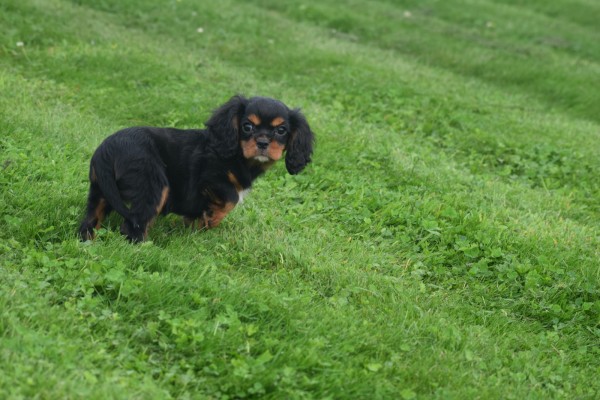 Cavalier King Charles Spaniel (reu) 44398
