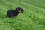 Cavalier King Charles Spaniel (reu) 44398