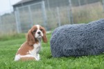 Cavalier King Charles Spaniel (reu) 44636