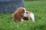 Cavalier King Charles Spaniel (reu) 44636