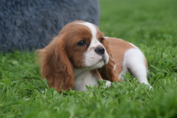 Cavalier King Charles Spaniel (reu) 44636
