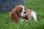 Cavalier King Charles Spaniel (reu) 44636