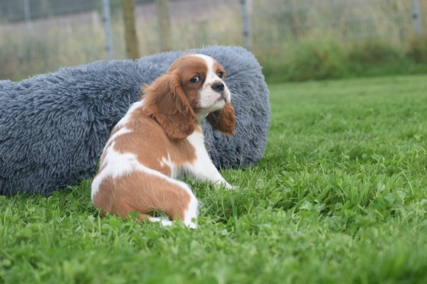Cavalier King Charles Spaniel (reu) 44636