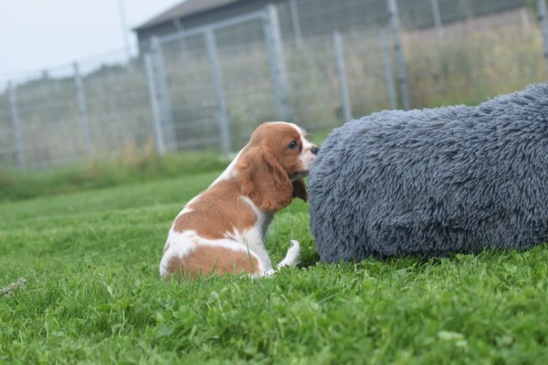 Cavalier King Charles Spaniel (reu) 44636