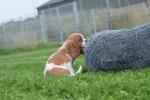 Cavalier King Charles Spaniel (reu) 44636