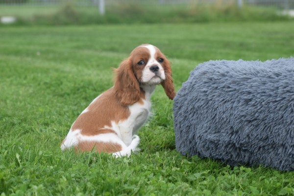 Cavalier King Charles Spaniel (reu) 44636