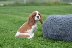 Cavalier King Charles Spaniel (reu) 44636