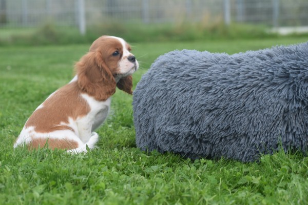 Cavalier King Charles Spaniel (reu) 44636