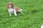 Cavalier King Charles Spaniel (teef) 45033