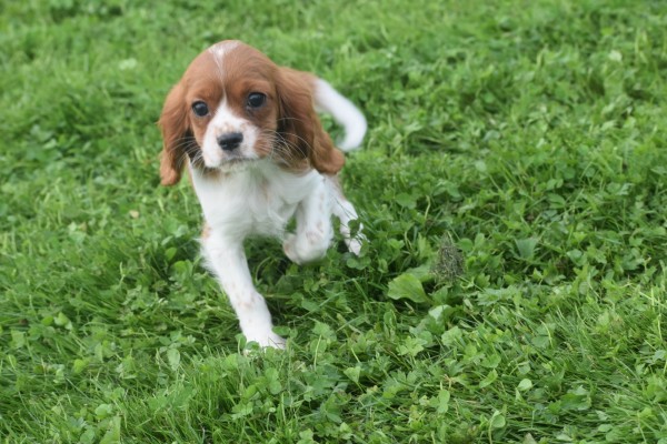 Cavalier King Charles Spaniel (teef) 45033