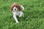 Cavalier King Charles Spaniel (teef) 45033