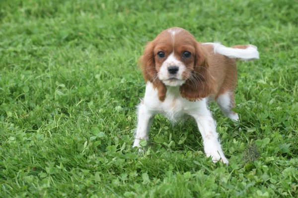 Cavalier King Charles Spaniel (teef) 45033