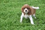 Cavalier King Charles Spaniel (teef) 45033